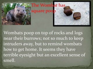 The Wombat has
              square poop



Wombats poop on top of rocks and logs
near their burrows; not so much to keep
intruders away, but to remind wombats
how to get home. It seems they have
terrible eyesight but an excellent sense of
smell.
 