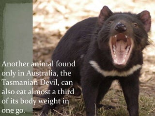 Another animal found
only in Australia, the
Tasmanian Devil, can
also eat almost a third
of its body weight in
one go.
 