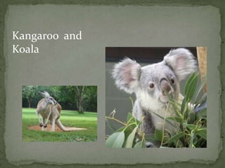 Kangaroo and
Koala
 