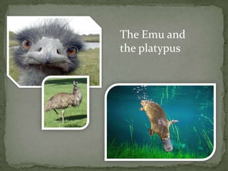 The Emu and
the platypus
 