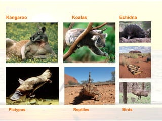 Fauna
Kangaroo Koalas Echidna
Platypus Reptiles Birds
 