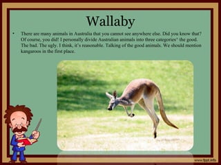 Wallaby
• There are many animals in Australia that you cannot see anywhere else. Did you know that?
Of course, you did! I personally divide Australian animals into three categories^ the good.
The bad. The ugly. I think, it’s reasonable. Talking of the good animals. We should mention
kangaroos in the first place.
 
