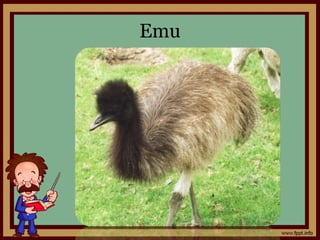 Emu
 