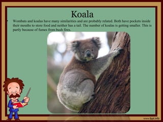 Koala
• Wombats and koalas have many similarities and are probably related. Both have pockets inside
their mouths to store food and neither has a tail. The number of koalas is getting smaller. This is
partly because of fumes from bush fires.
 