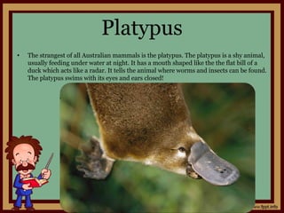 Platypus
• The strangest of all Australian mammals is the platypus. The platypus is a shy animal,
usually feeding under water at night. It has a mouth shaped like the the flat bill of a
duck which acts like a radar. It tells the animal where worms and insects can be found.
The platypus swims with its eyes and ears closed!
 