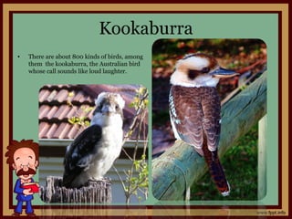 Kookaburra
• There are about 800 kinds of birds, among
them the kookaburra, the Australian bird
whose call sounds like loud laughter.
 