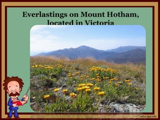 Everlastings on Mount Hotham,
located in Victoria
 