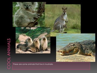 These are some animals that live in Australia

 