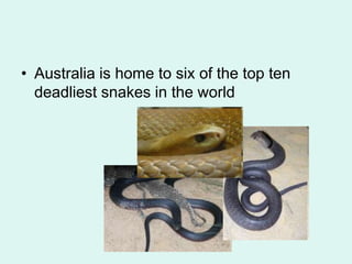 • Australia is home to six of the top ten
deadliest snakes in the world
 
