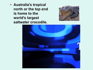 • Australia's tropical
north or the top end
is home to the
world's largest
saltwater crocodile.
 
