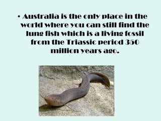 • Australia is the only place in the
world where you can still find the
lung fish which is a living fossil
from the Triassic period 350
million years ago.
 