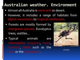 Australian weather. Environment
 Almost all Australia is semi-arid or desert.
 However, it includes a range of habitats from
alpine mountains to tropical rainforests.
 Forests are mostly formed by
evergreen species. Eucalyptus
trees, wattles…
 Typical animals are
marsupials: kangaroo, koala,
wombat, birds such as the
emu or the kookaburra.
An emu
 
