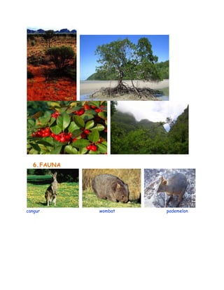 6.FAUNA
cangur wombat pademelon
 