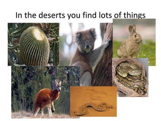 In the deserts you find lots of things