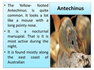 FLORA AND FAUNA IN Australia | PPTX