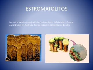 ESTROMATOLITOS
Los estromatolitos son los fósiles más antiguos del planeta, y fueron
encontrados en Australia. Tienen más de 3.700 millones de años
 