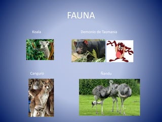 FAUNA
Koala
Canguro
Demonio de Tasmania
Ñandu
 