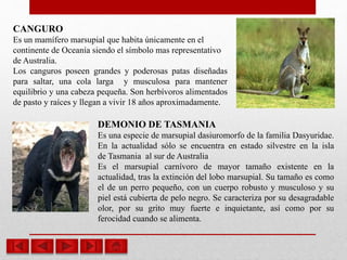 CANGURO
Es un mamífero marsupial que habita únicamente en el
continente de Oceanía siendo el símbolo mas representativo
de Australia.
Los canguros poseen grandes y poderosas patas diseñadas
para saltar, una cola larga y musculosa para mantener
equilibrio y una cabeza pequeña. Son herbívoros alimentados
de pasto y raíces y llegan a vivir 18 años aproximadamente.
DEMONIO DE TASMANIA
Es una especie de marsupial dasiuromorfo de la familia Dasyuridae.
En la actualidad sólo se encuentra en estado silvestre en la isla
de Tasmania al sur de Australia
Es el marsupial carnívoro de mayor tamaño existente en la
actualidad, tras la extinción del lobo marsupial. Su tamaño es como
el de un perro pequeño, con un cuerpo robusto y musculoso y su
piel está cubierta de pelo negro. Se caracteriza por su desagradable
olor, por su grito muy fuerte e inquietante, así como por su
ferocidad cuando se alimenta.
 
