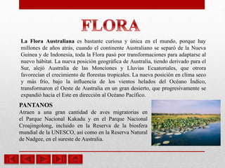 La Flora Australiana es bastante curiosa y única en el mundo, porque hay
millones de años atrás, cuando el continente Australiano se separó de la Nueva
Guinea y de Indonesia, toda la Flora pasó por transformaciones para adaptarse al
nuevo hábitat. La nueva posición geográfica de Australia, tiendo derivado para el
Sur, alejó Australia de las Monciones y Lluvias Ecuatoriales, que otrora
favorecían el crecimiento de florestas tropicales. La nueva posición en clima seco
y más frío, bajo la influencia de los vientos helados del Océano Índico,
transformaron el Oeste de Australia en un gran desierto, que progresivamente se
expandió hacia el Este en dirección al Océano Pacífico.
PANTANOS
Atraen a una gran cantidad de aves migratorias en
el Parque Nacional Kakadu y en el Parque Nacional
Croajingolong, incluido en la Reserva de la biosfera
mundial de la UNESCO, así como en la Reserva Natural
de Nadgee, en el sureste de Australia.
 