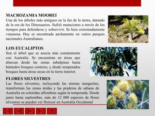 MACROZAMIA MOOREI
Una de los árboles más antiguos en la faz de la tierra, datando
de la era de los Dinosaurios. Sufrió mutaciones a través de los
tiempos para defenderse y sobrevivir. Se hizo extremadamente
venenosa. Hoy es encontrada anchamente en varios parques
nacionales Australianos.
LOS EUCALIPTOS
Son el árbol que se asocia más comúnmente
con Australia. Se encuentran en áreas que
abarcan desde las zonas subalpinas hasta
húmedos bosques costeros, y desde temperados
bosques hasta áreas secas en la tierra interior.
FLORES SILVESTRES
Las flores silvestres, incluyendo las eternas margaritas,
transforman las zonas áridas y las praderas de sabana de
Australia en coloridas alfombras según la temporada. Desde
junio hasta septiembre, más de 12 000 especies de flores
silvestres se pueden ver florecer en Australia Occidental
 