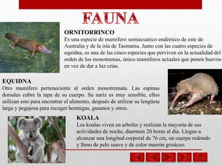 ORNITORRINCO
Es una especie de mamífero semiacuatico endémico de este de
Australia y de la isla de Tasmania. Junto con las cuatro especies de
equidna, es una de las cinco especies que perviven en la actualidad del
orden de los monotremas, único mamíferos actuales que ponen huevos
en vez de dar a luz crías.
EQUIDNA
Otro mamífero perteneciente al orden monotremata. Las espinas
dorsales cubre la tapa de su cuerpo. Su nariz es muy sensible, ellos
utilizan esto para encontrar el alimento, después de utilizar su lengüeta
larga y pegajosa para recoger hormigas, gusanos y otros.
KOALA
Los koalas viven en arboles y realizan la mayoría de sus
actividades de noche, duermen 20 horas al día. Llegan a
alcanzar una longitud corporal de 76 cm, un cuerpo redondo
y lleno de pelo suave y de color marrón grisáceo.
 