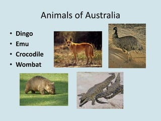 Animals of Australia
•   Dingo
•   Emu
•   Crocodile
•   Wombat
 