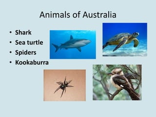 Animals of Australia
•   Shark
•   Sea turtle
•   Spiders
•   Kookaburra
 