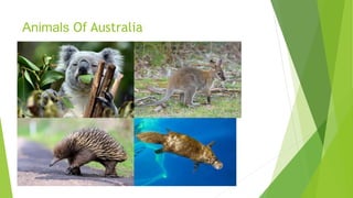 Animals Of Australia
 