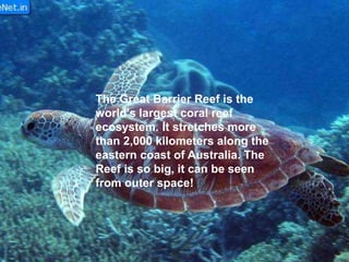 The Great Barrier Reef is the
world's largest coral reef
ecosystem. It stretches more
than 2,000 kilometers along the
eastern coast of Australia. The
Reef is so big, it can be seen
from outer space!
 