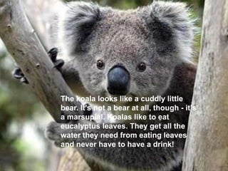 kookaburra, which is also
known by its nickname
'laughing jackass.
The echidna, or spiny anteater
The koala looks like a cuddly little
bear. It's not a bear at all, though - it's
a marsupial. Koalas like to eat
eucalyptus leaves. They get all the
water they need from eating leaves
and never have to have a drink!
 