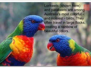 The platypus is one of only two
mammals in the world that lay
eggs.
Lorikeets (shown here)
and parakeets are among
Australia's most colorful -
and noisiest - birds. They
often travel in large flocks,
creating a rainbow of
beautiful colors.
 