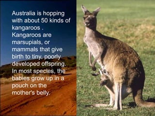 Australia is hopping
with about 50 kinds of
kangaroos .
Kangaroos are
marsupials, or
mammals that give
birth to tiny, poorly
developed offspring.
In most species, the
babies grow up in a
pouch on the
mother's belly.
 