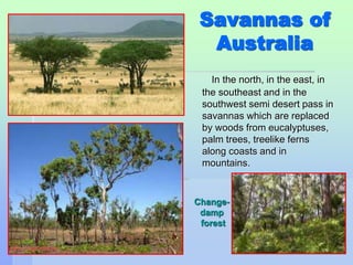 Savannas of 
20 
Australia 
In the north, in the east, in 
the southeast and in the 
southwest semi desert pass in 
savannas which are replaced 
by woods from eucalyptuses, 
palm trees, treelike ferns 
along coasts and in 
mountains. 
Change-damp 
forest 
 