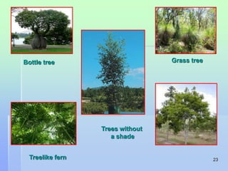 23 
Bottle tree Grass tree 
Trees without 
a shade 
Treelike fern 
 