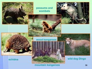 possums and 
wombats 
wood kangaroos 
echidna wild dog Dingo 
mountain kangaroos 
56 
 