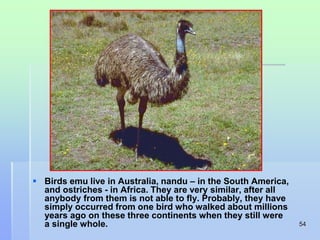 54 
 Birds emu live in Australia, nаndu – in the South America, 
and ostriches - in Africa. They are very similar, after all 
anybody from them is not able to fly. Probably, they have 
simply occurred from one bird who walked about millions 
years ago on these three continents when they still were 
a single whole. 
 