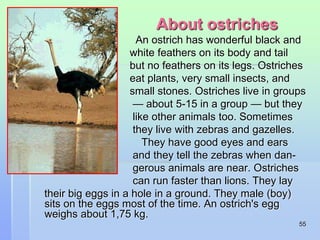 55 
About ostriches 
An ostrich has wonderful black and 
white feathers on its body and tail 
but no feathers on its legs. Ostriches 
eat plants, very small insects, and 
small stones. Ostriches live in groups 
— about 5-15 in a group — but they 
like other animals too. Sometimes 
they live with zebras and gazelles. 
They have good eyes and ears 
and they tell the zebras when dan-gerous 
animals are near. Ostriches 
can run faster than lions. They lay 
their big eggs in a hole in a ground. They male (boy) 
sits on the eggs most of the time. An ostrich's egg 
weighs about 1,75 kg. 
 