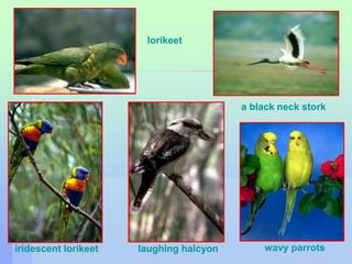 a black neck stork 
lorikeet 
iridescent lorikeet laughing halcyon 
wavy parrots 
 