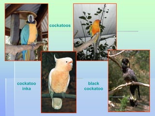 cockatoo 
inka 
black 
cockatoo 
cockatoos 
 
