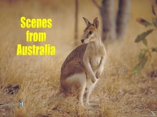 Scenes from Australia 