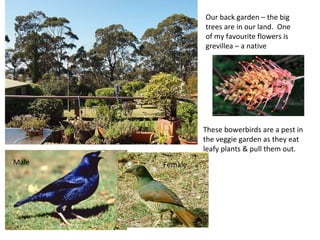 Our back garden – the big trees are in our land.  One of my favourite flowers is grevillea – a native These bowerbirds are a pest in the veggie garden as they eat leafy plants & pull them out. Male Female 