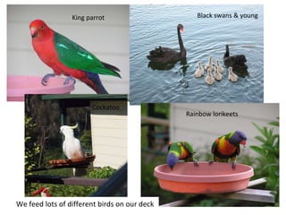 King parrot Black swans & young Cockatoo Rainbow lorikeets We feed lots of different birds on our deck 