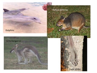Dolphins Grey Kangaroo Sugar glider Rufous bettong 