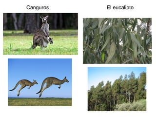 Canguros El eucalipto
 