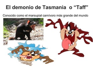 El demonio de Tasmania o “Taff”
Conocido como el marsupial carnívoro más grande del mundo
 