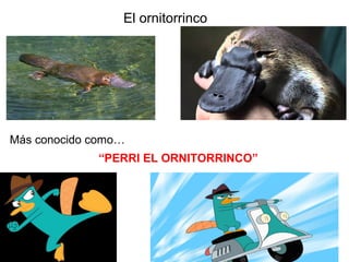 El ornitorrinco
Más conocido como…
“PERRI EL ORNITORRINCO”
 