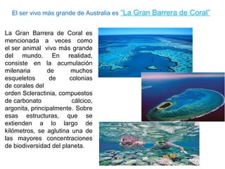 El ser vivo más grande de Australia es “La Gran Barrera de Coral”
La Gran Barrera de Coral es
mencionada a veces como
el ser animal vivo más grande
del mundo. En realidad,
consiste en la acumulación
milenaria de muchos
esqueletos de colonias
de corales del
orden Scleractinia, compuestos
de carbonato cálcico,
argonita, principalmente. Sobre
esas estructuras, que se
extienden a lo largo de
kilómetros, se aglutina una de
las mayores concentraciones
de biodiversidad del planeta.
 