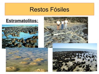 Restos Fósiles
Estromatolitos:
 