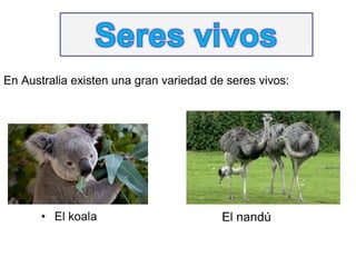 En Australia existen una gran variedad de seres vivos:
 