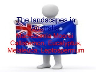 The landscapes in
      Australia:
  Macrozamia Moorei
 Callistemon, Eucalyptus,
Melaleuca, Leptospermum
 